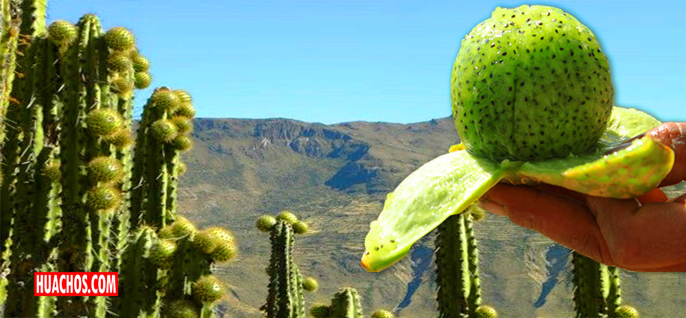 EL SANKY TIENE GRAN FUTURO EN EL MERCADO NACIONAL DE FRUTAS MEDICINALES.