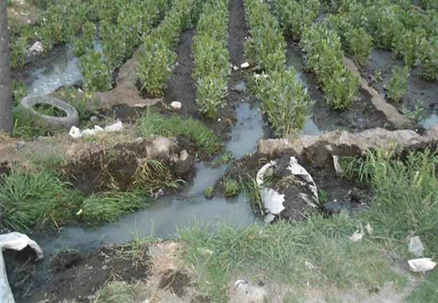 en-grocio-prado-agricultores-sin-escrupulos-riegan-sembrios-con-agua-de-desague