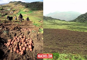 Por recientes lluvias auguran que habrá un buen año agrícola en la región de Huancavelica Por recientes lluvias auguran que habrá un buen año agrícola en la región de Huancavelica