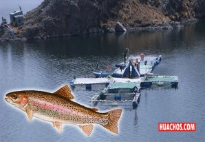 Región Huancavelica vice campeona nacional en producción de truchas arco iris Región Huancavelica vice campeona nacional en producción de truchas arco iris