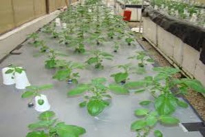 El GRH promueve el cultivo aeropónico en varias provincias salvo en Castrovirreyna El GRH promueve el cultivo aeropónico en varias provincias salvo en Castrovirreyna