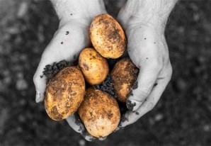 Nubes negras en el horizonte de los cultivos de papa de toda Latinoamérica Nubes negras en el horizonte de los cultivos de papa de toda Latinoamérica