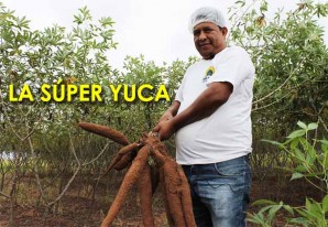 En esta pequeña aldea indígena se produce la súper yuca En esta pequeña aldea indígena se produce la súper yuca