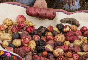 La papa nativa es el producto que más se vende en la I Feria Agropecuaria de Pueblo Nuevo La papa nativa es el producto que más se vende en la I Feria Agropecuaria de Pueblo Nuevo