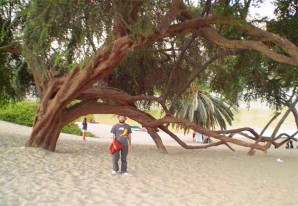 Los tiempos son duros para los huarangos de la Huacachina Los tiempos son duros para los huarangos de la Huacachina