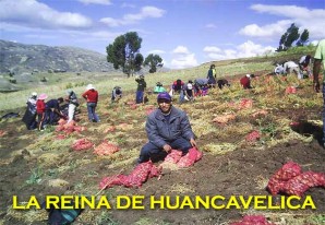 La papa, es el producto faro de la agricultura huancavelicana La papa, es el producto faro de la agricultura huancavelicana