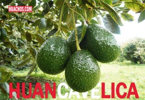 Los asiáticos compraron más de mil toneladas de Palta Hass huancavelicana Los asiáticos compraron más de mil toneladas de Palta Hass huancavelicana