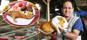 Más de 800 mil pequeños productores festejan el “Día Nacional del Cuy” Más de 800 mil pequeños productores festejan el “Día Nacional del Cuy”