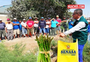 Productores de espárragos listos para cumplir con requisitos fitosanitarios de exportación Productores de espárragos listos para cumplir con requisitos fitosanitarios de exportación