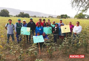MINAGRI fortalece capacidades de pequeños productores de algodón en Ica MINAGRI fortalece capacidades de pequeños productores de algodón en Ica