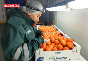 Región Ica: Exportación de cítricos superó las 87 mil toneladas durante campaña 2019 Región Ica: Exportación de cítricos superó las 87 mil toneladas durante campaña 2019