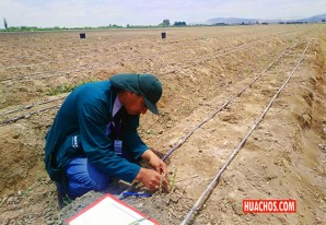 Ica: Productores de espárrago preparados para exportar a Europa y EE.UU. Ica: Productores de espárrago preparados para exportar a Europa y EE.UU.