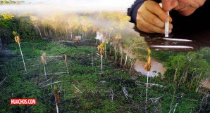 Perú: cultivos de coca amenazan áreas protegidas y pueblos indígenas en aislamiento en la Amazonía Perú: cultivos de coca amenazan áreas protegidas y pueblos indígenas en aislamiento en la Amazonía