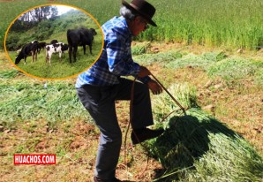 Minagri recomienda cuidados y mantenimiento para un buen pasto y forraje Minagri recomienda cuidados y mantenimiento para un buen pasto y forraje