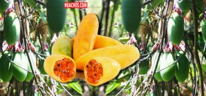 Ignorada en Huachos, pero es la reina de los jugos en Colombia | VIDEO Ignorada en Huachos, pero es la reina de los jugos en Colombia | VIDEO