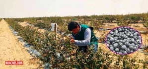 Ica: Cualquier cantidad de arándanos para la exportación Ica: Cualquier cantidad de arándanos para la exportación