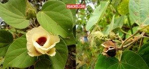 La increíble biodiversidad del norte peruano, hay 30 tonos de colores del algodón nativo La increíble biodiversidad del norte peruano, hay 30 tonos de colores del algodón nativo