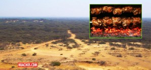 El algarrobo es para los peruanos lo que la palmera es para los árabes, se utiliza todo El algarrobo es para los peruanos lo que la palmera es para los árabes, se utiliza todo