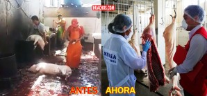 Obligan a los iqueños a cambiar la vieja costumbre criolla de matar a los chanchos | VIDEO Obligan a los iqueños a cambiar la vieja costumbre criolla de matar a los chanchos | VIDEO