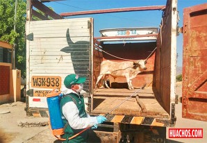 Todo bajo control en el abastecimiento de carne vacuno, ovino y porcino Todo bajo control en el abastecimiento de carne vacuno, ovino y porcino