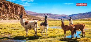 La llama podría ser parte de la solución en la lucha contra el peligroso virus Covid19 La llama podría ser parte de la solución en la lucha contra el peligroso virus Covid19