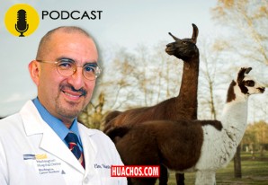 Podcast: ¿Poseen las llamas un arma secreta para luchar contra el coronavirus? Podcast: ¿Poseen las llamas un arma secreta para luchar contra el coronavirus?