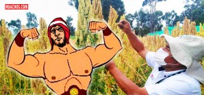 Ya está disponible una superquinua que sirve para "poner maceta a un flaquchento" Ya está disponible una superquinua que sirve para "poner maceta a un flaquchento"