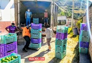 Productores de palta Haas de Colcabamba "exportan" 12 toneladas... a Ica Productores de palta Haas de Colcabamba "exportan" 12 toneladas... a Ica