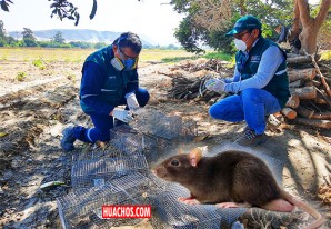 Ica: Control de plaga de roedores resguardan la producción de la agricultura familiar Ica: Control de plaga de roedores resguardan la producción de la agricultura familiar