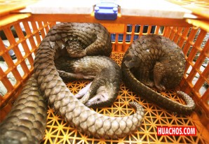 China retira al pangolín de su lista de ingredientes para medicina tradicional China retira al pangolín de su lista de ingredientes para medicina tradicional