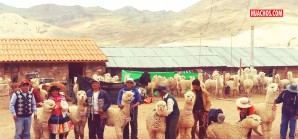 Ejecutivo promete fortalecer la cadena de valor de la alpaca en Huancavelica Ejecutivo promete fortalecer la cadena de valor de la alpaca en Huancavelica