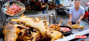 Arranca en la ciudad de Yulin el festival gastronómico de carne de perro | VIDEO Arranca en la ciudad de Yulin el festival gastronómico de carne de perro | VIDEO