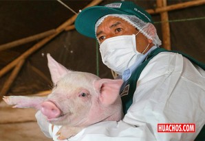 Senasa informa que están al tanto sobre el brote de la gripe porcina H1N1 de China Senasa informa que están al tanto sobre el brote de la gripe porcina H1N1 de China
