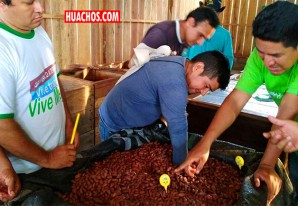 Conviértase en especialista de la post-cosecha de cacao peruano, el mejor del mundo Conviértase en especialista de la post-cosecha de cacao peruano, el mejor del mundo