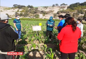 Ica: Escuelas de campo promueven buenas prácticas en cultivos de maíz choclo Ica: Escuelas de campo promueven buenas prácticas en cultivos de maíz choclo
