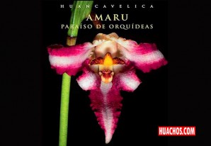 Una reserva natural paraíso de orquídeas nativas y nuevas | VIDEO Una reserva natural paraíso de orquídeas nativas y nuevas | VIDEO