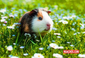 El cuy sanador, la historia que promueve la solidaridad en tiempos de cuarentena El cuy sanador, la historia que promueve la solidaridad en tiempos de cuarentena