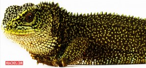 Hallan tres nuevas especies de lagartos con forma de dragón en Perú y Ecuador Hallan tres nuevas especies de lagartos con forma de dragón en Perú y Ecuador