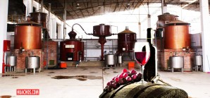 Productores de vino y pisco de Ica rechazan norma técnica de burócratas de Lima Productores de vino y pisco de Ica rechazan norma técnica de burócratas de Lima