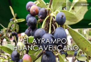 El ayrampo, uno de los tesoros de la flora huancavelicana en vías de extinción El ayrampo, uno de los tesoros de la flora huancavelicana en vías de extinción
