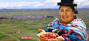 Cultivar, cosechar y vender fresas dulces a la altura de Gagachacca o Quiropalca Cultivar, cosechar y vender fresas dulces a la altura de Gagachacca o Quiropalca