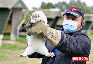 Dinamarca sacrificará 17 millones de visones tras paso a humanos de mutación coronavirus Dinamarca sacrificará 17 millones de visones tras paso a humanos de mutación coronavirus