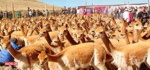 En el 2019, el Perú obtuvo casi 3 millones de dólares por la exportación de fibra de vicuña En el 2019, el Perú obtuvo casi 3 millones de dólares por la exportación de fibra de vicuña