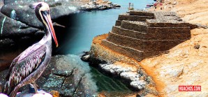 Desde Pisco a Puno, Madre de Dios y Cusco el mejor abono del mundo Desde Pisco a Puno, Madre de Dios y Cusco el mejor abono del mundo