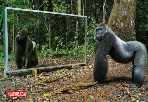 La prueba del espejo en una selva del país africano Gabón | VIDEO La prueba del espejo en una selva del país africano Gabón | VIDEO