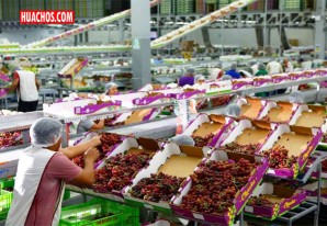 Adex: Comenzó la campaña de la uva de mesa con un crecimiento del 10.96% Adex: Comenzó la campaña de la uva de mesa con un crecimiento del 10.96%