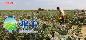 Con la nueva ley agraria aumentará el costo de la mano de obra formal Con la nueva ley agraria aumentará el costo de la mano de obra formal