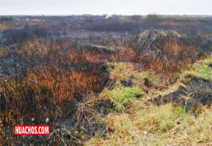En todas partes los humedales son protegidos salvo en Chincha, "la tierra de nadie" | VIDEO En todas partes los humedales son protegidos salvo en Chincha, "la tierra de nadie" | VIDEO