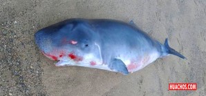 El mar del norte de Arequipa y del sur de Ica fue la "madre patria" del cachalote enano El mar del norte de Arequipa y del sur de Ica fue la "madre patria" del cachalote enano