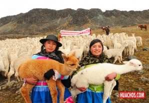 Huancavelica: Productores de camélidos recibirán créditos para financiar actividades Huancavelica: Productores de camélidos recibirán créditos para financiar actividades